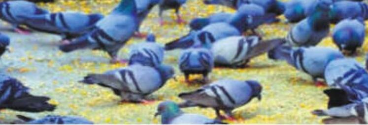 कबूतरखानों से बीमार लोगों की राज्य सरकार के पास जानकारी नहीं