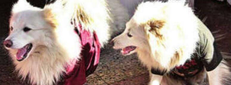 सोसायटी की एनओसी के बिना पालतू प्राणियों का लाइसेंस न मिलने से पशुप्रेमी नाराज