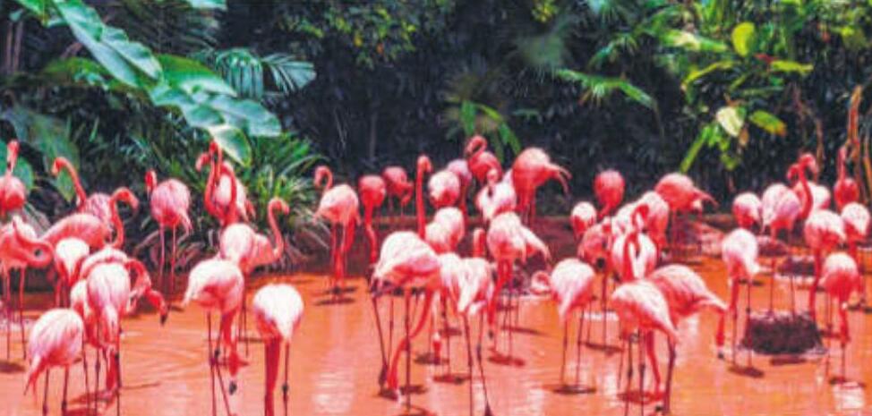 सिंगापुर की तर्ज पर मुलुंड में बनेगा पक्षी उद्यान