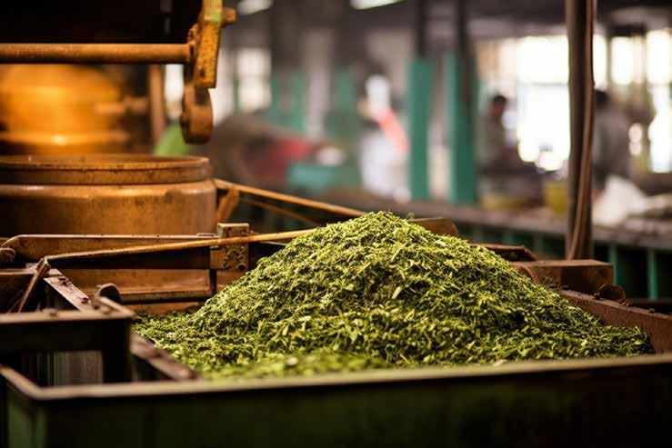 Tea Processing Industry: Analyzing The Common Man's Drink