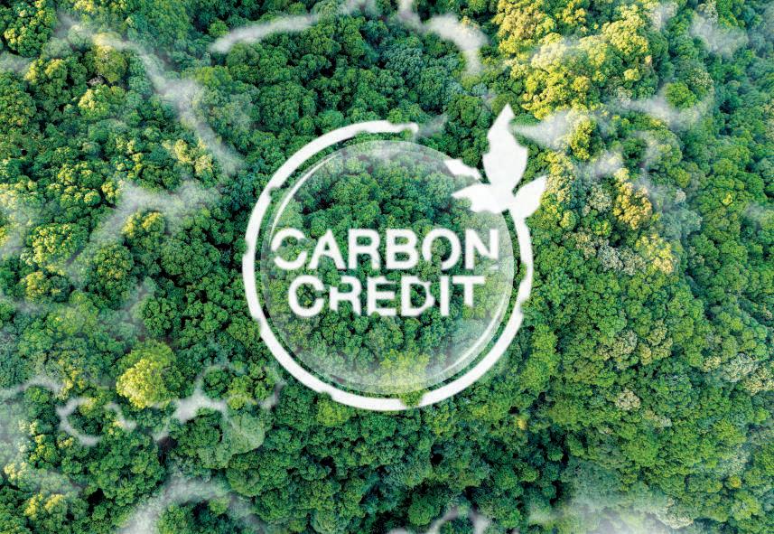 Carbon offset markets face systemic failure after 25-year review