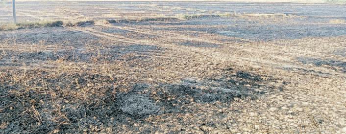 Crops burnt in Mauja village