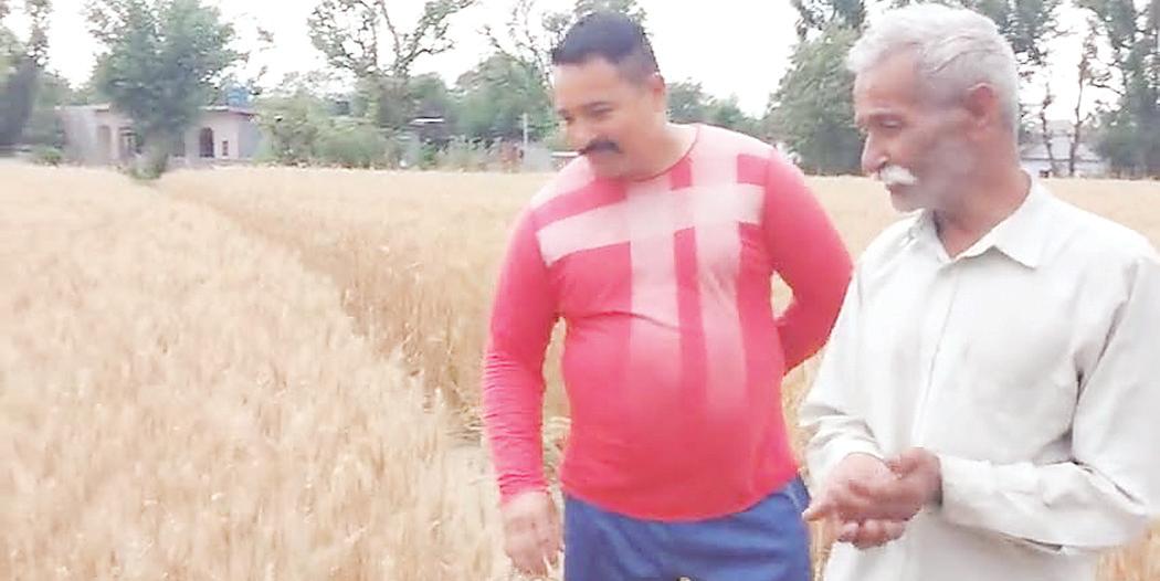 Unseasonal hailstorm devastates crops in Suliali, Nurpur; farmers urge government aid