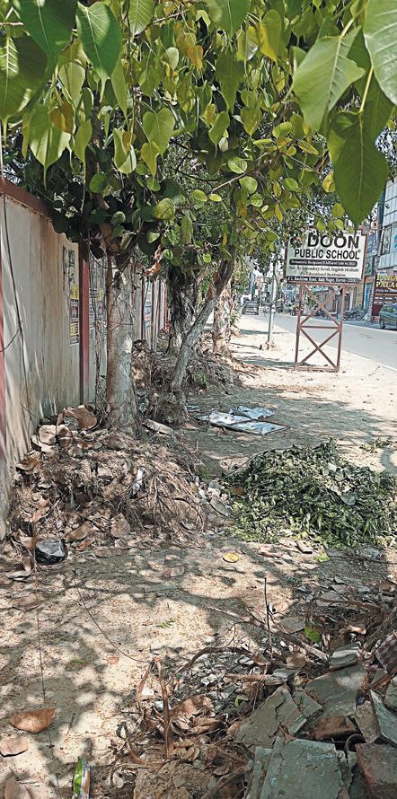 Widening work on Kachhwa road weaken roots of many trees