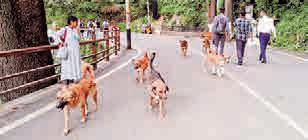 Shimla turns hostile: Stray dogs create citywide crisis