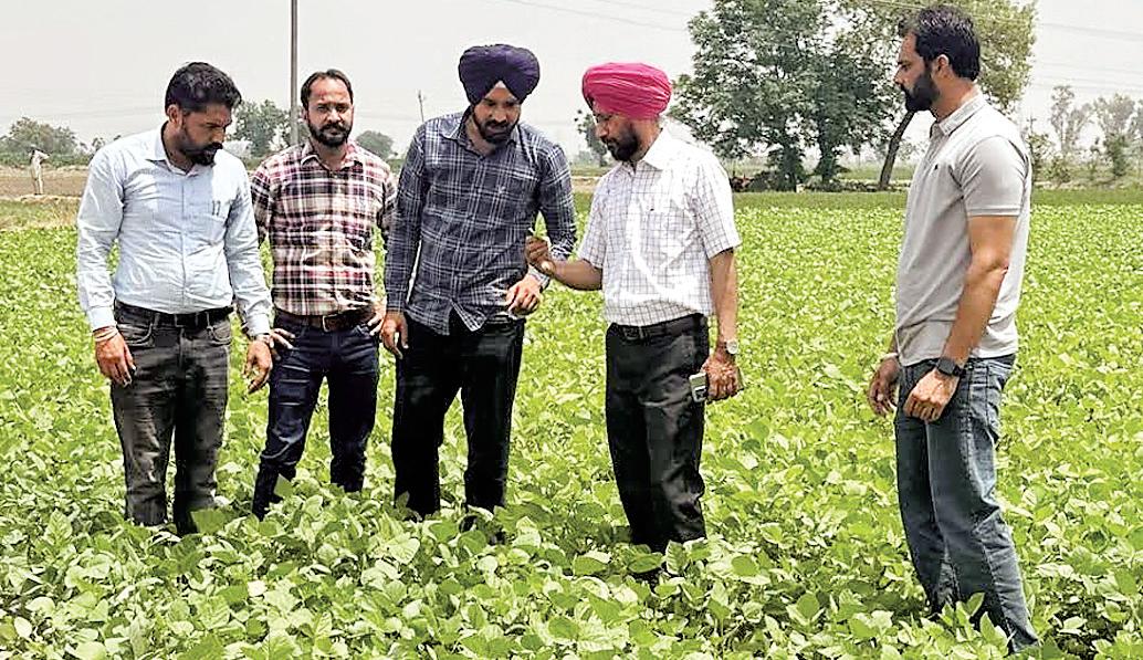 Farmers sowed moong in 4300 hectares of area in Moga district: Chief Agriculture Officer