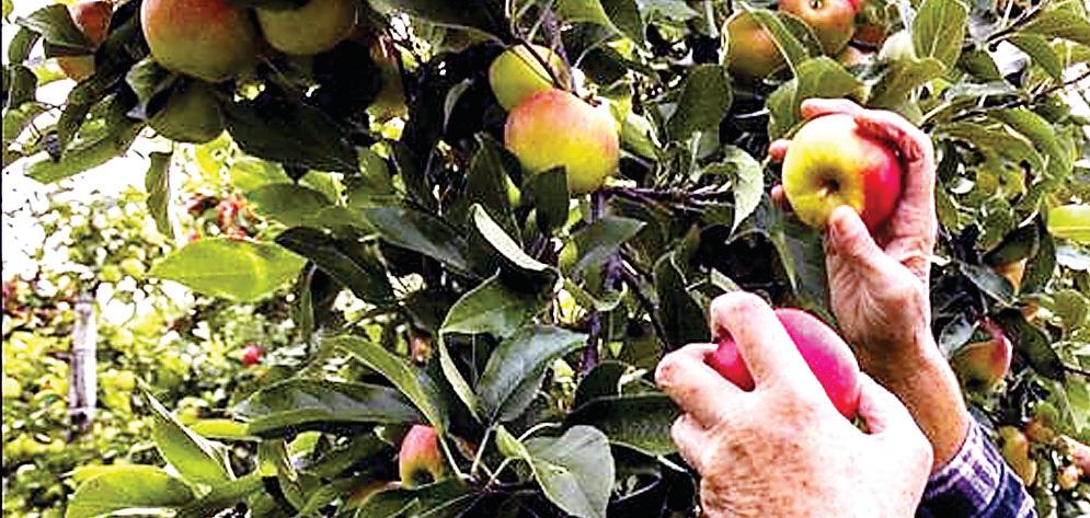 Impose at least 100 percent import duty on Turkey apple, CM writes to PM