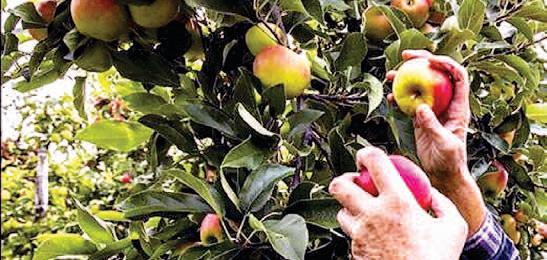 Impose at least 100 percent import duty on Turkey apple, CM writes to PM