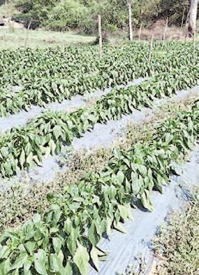 Natural Farming: A strong basis for self-reliant and prosperous rural economy