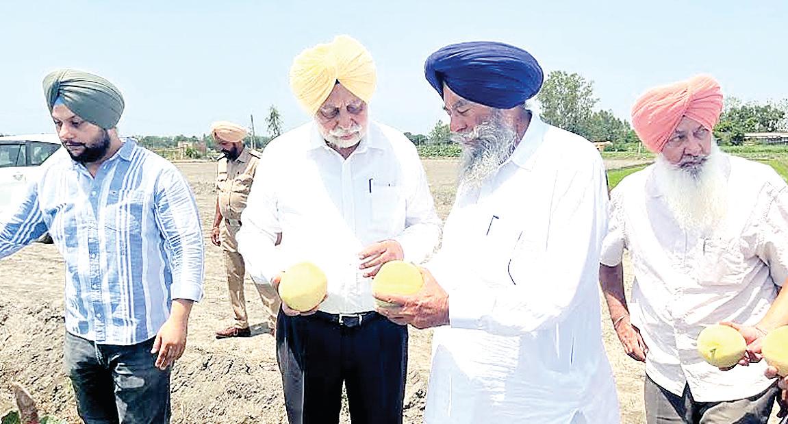 PAU VC applauds remarkable performance of new melon variety “Punjab Amrit”
