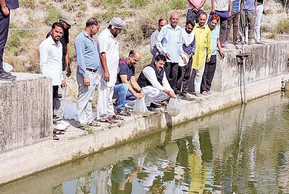 Fish farming gets boost in Kutlehar region with release of 70,000 fingerlings