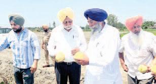 PAU VC applauds remarkable performance of new melon variety “Punjab Amrit”