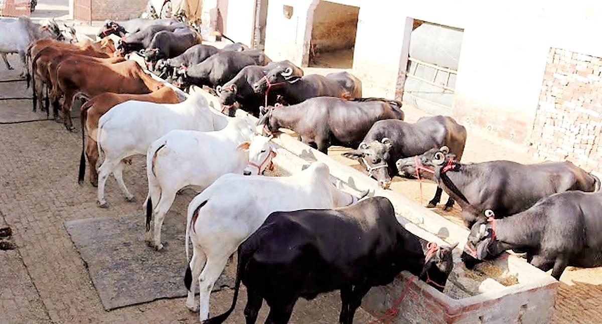 Strengthening livestock based livelihoods: Govt's big push for Animal Husbandry
