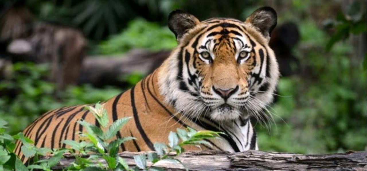 India lost 91 tigers under six months: NTCA