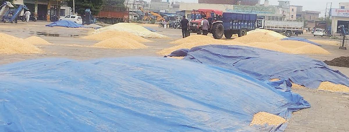 Drizzle brings relief from heat but damage to maize and sunflower crops