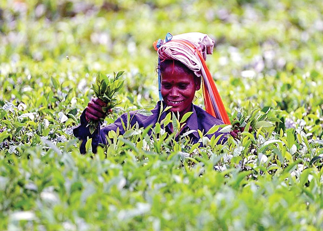 Iran-Israel conflict disrupts orthodox tea exports