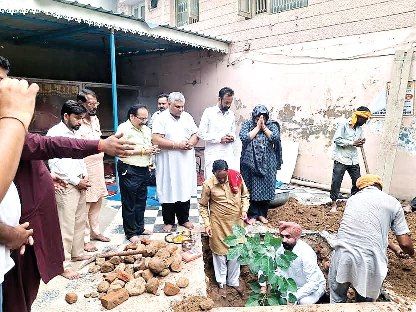 Triveni and other plants planted in Nagar Khera at Mullanpur Garibdas