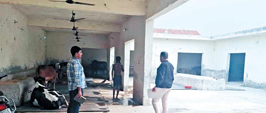 Municipal Corporation will take strict action against illegal dairies