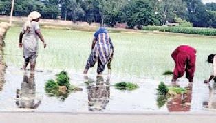 Season's first rain bring joy to paddy farmers