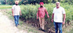 Over 3.5 lakh saplings to be planted this monsoon to boost green cover in Jalandhar