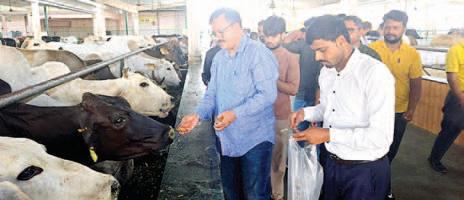 Workers celebrate Subhash Chandra's birth anniversary by doing cow service in Shri Krishna Gaushala