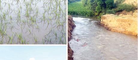 Drainage water fills fields of village Lehal Kalan, farmers fear damage