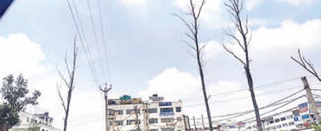Old trees dried up by spraying chemicals in front of projects on Zirakpur Patiala Road