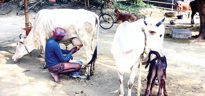 Opening India's dairy sector to US could cause loss to farmers