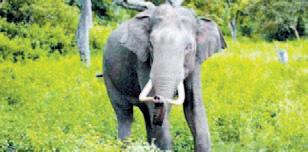 Wild elephants trample three persons to death in Chhattisgarh