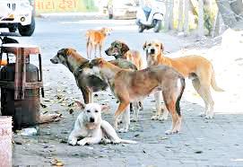 Delhi-NCR streets should be free from stray dogs: SC
