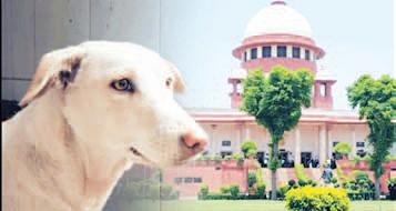 New three-judge SC bench to hear stray dog case today