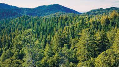 India jumps to 9th spot in global forest area ranking
