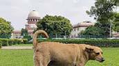 SC summons CSs of states for not filing affidavits in stray dogs menace case