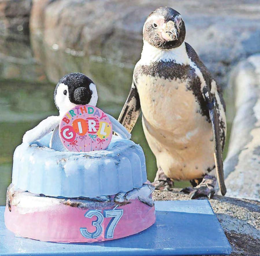 Spneb, world's 'oldest' Humboldt penguin, marks her 37th birthday