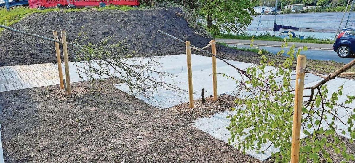 Residents angry after tree saplings planted as part of scheme cut down