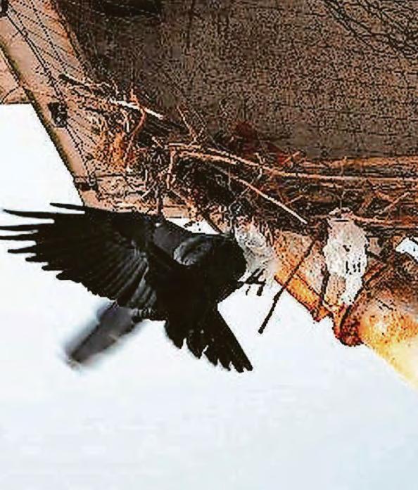 Loose netting removed from Tesco store after birds become trapped