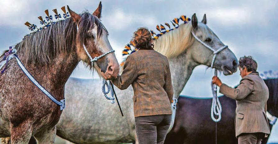 Supporters lament loss of village heavy horse show