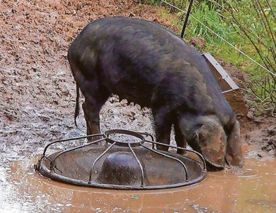 Smallholders guilty of neglect are banned from keeping farm animals