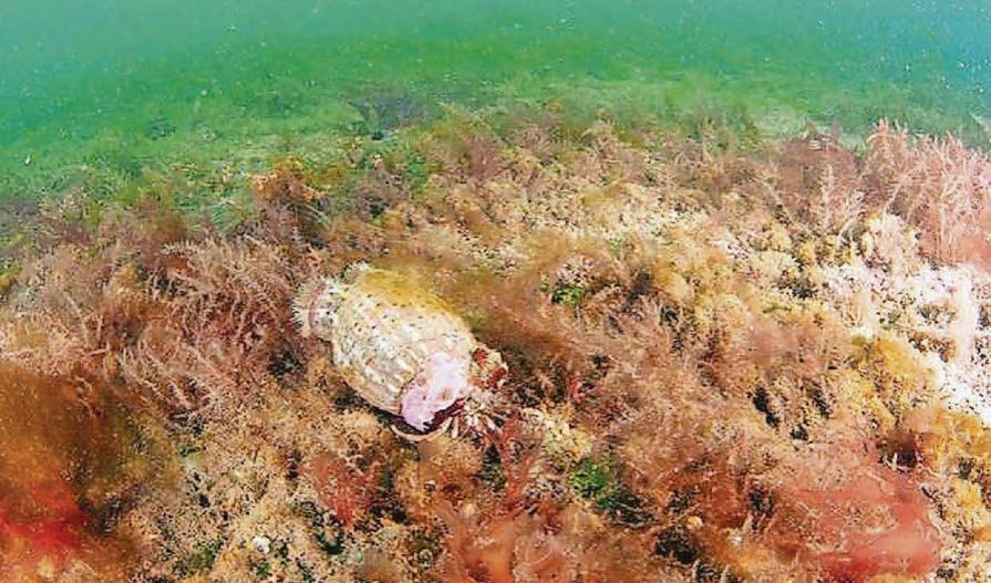 Ancient maerl beds smothered in algae caused by sewage pollution