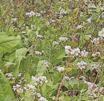 Project working to restore the Fal catchment area with innovative source-to-sea initiative