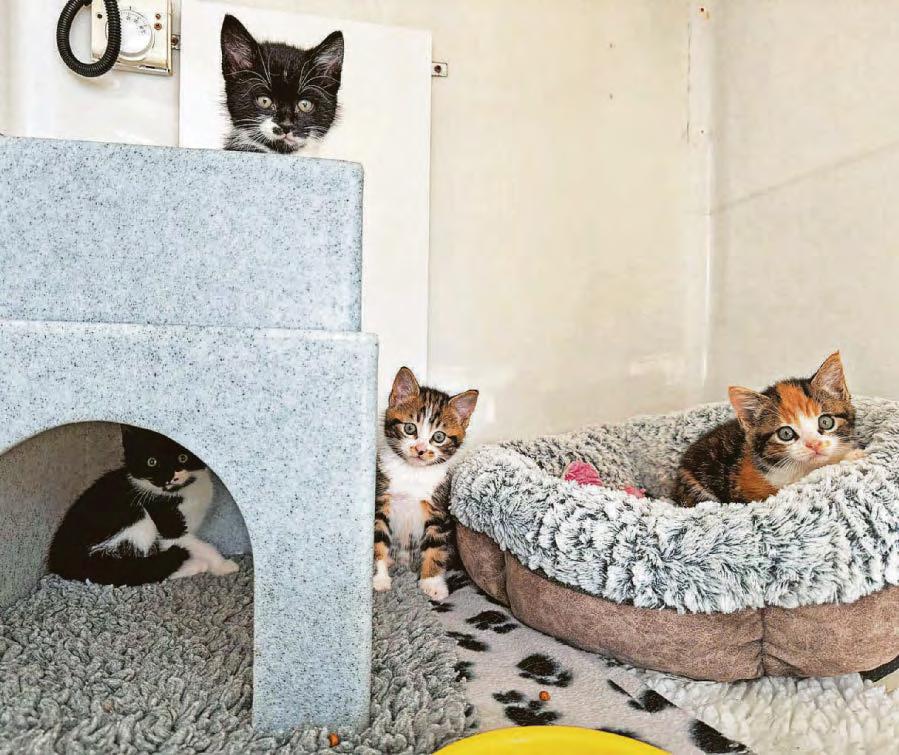 Stray cat saved kittens before being killed on road