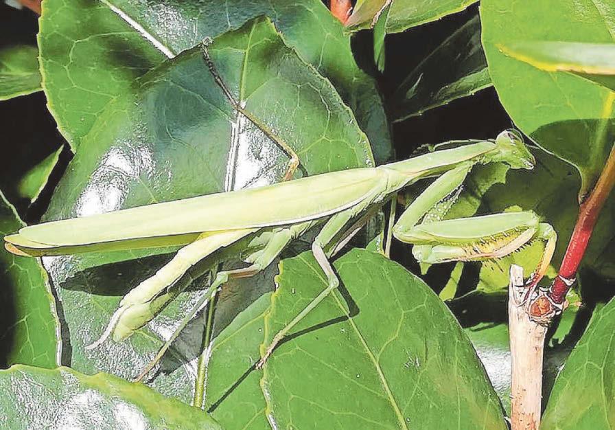 Sightings of praying mantises and 'hair curler slug' are firsts for county