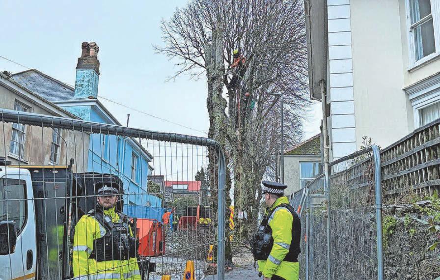 Campaigner warns 'heads will roll' as battle to save lime trees is lost