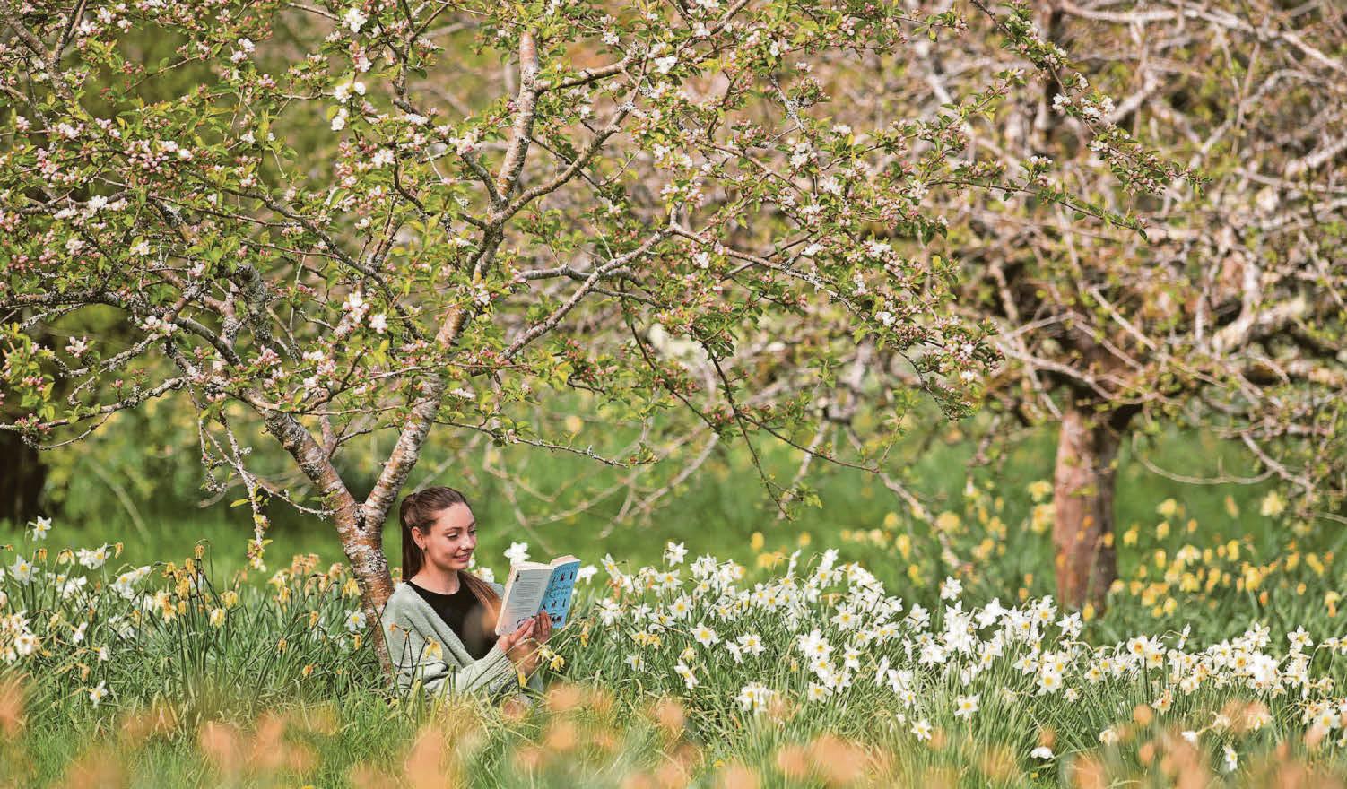 Something very interesting is happening with wild apples down in West Cornwall