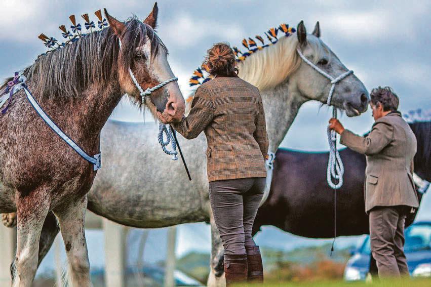 Sadness as horse show is cancelled