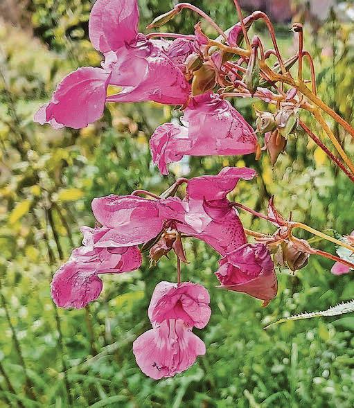 Appeal for more funding to combat invasive species