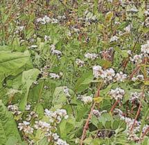 Project working to restore the Fal catchment area with innovative source-to-sea initiative