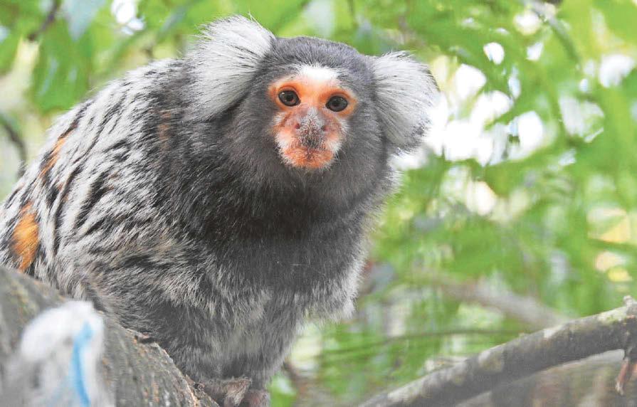 Struggling monkey sanctuary is put up for sale