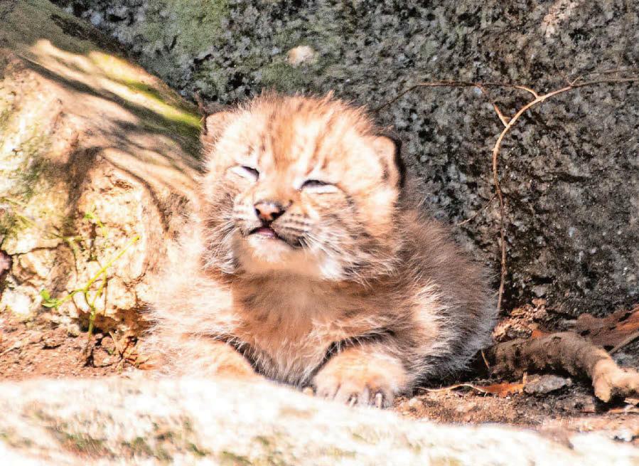 Fluffy newcomers are another success for zoo