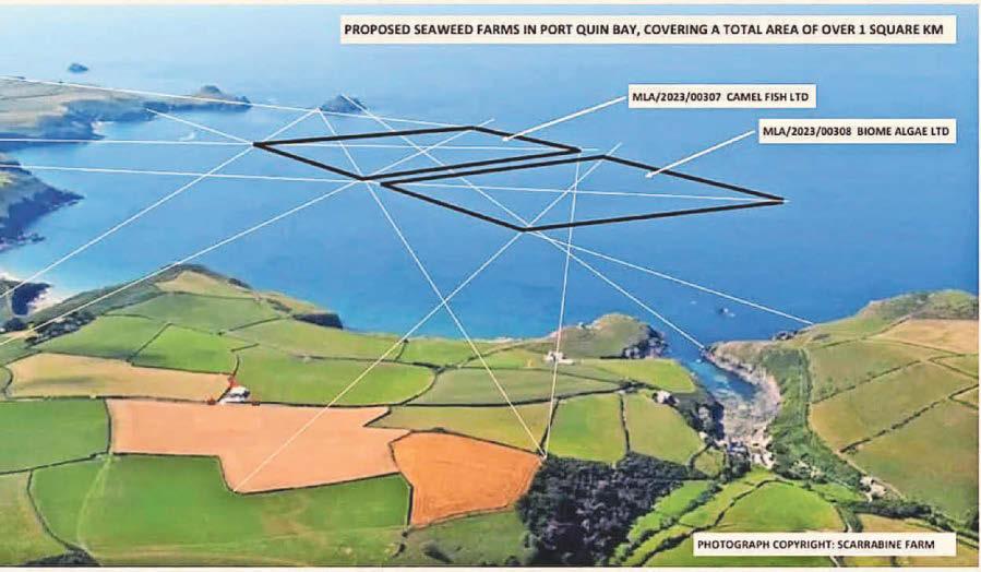 MMO sinks seaweed farm plans opposed by residents